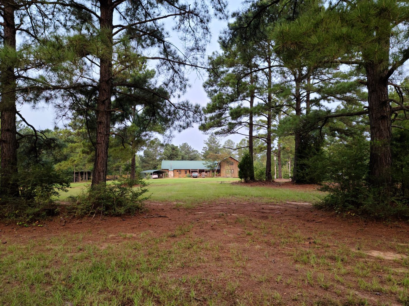 Morning light in the pines